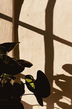 Portrait of a houseplant