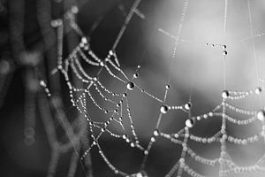 Spinnenweb dauwdruppels, abstract monochroom