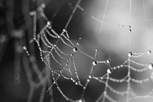Spiders Web Dewdrops, abstract monochrome