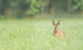 Hase im Überschwemmungsgebiet von Danny Slijfer Natuurfotografie