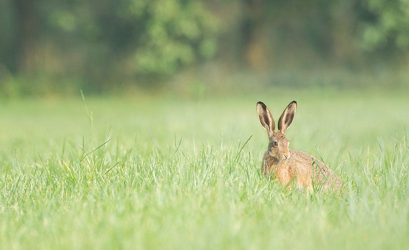 Hare in the floodplain by Danny Slijfer Natuurfotografie