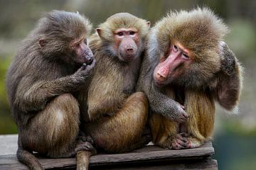 Drie apen op een rij. van Michar Peppenster