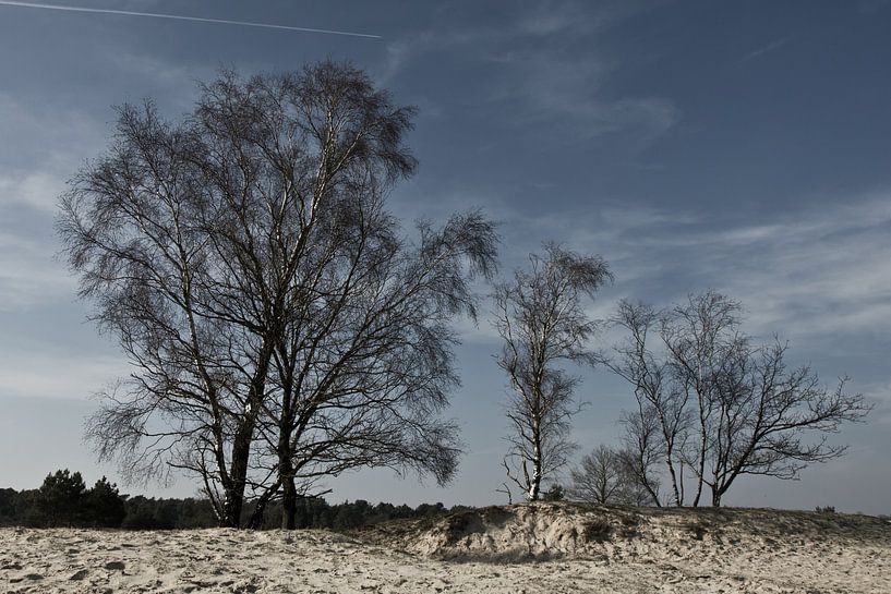 Loonse en Drunense Duinen van Simone Meijer