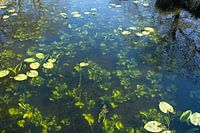 Water lilies in clear water