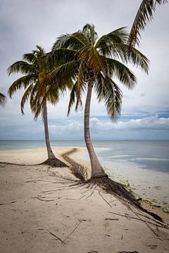 Palmbomen en zee op een tropisch eiland van De wereld door de ogen van Hictures