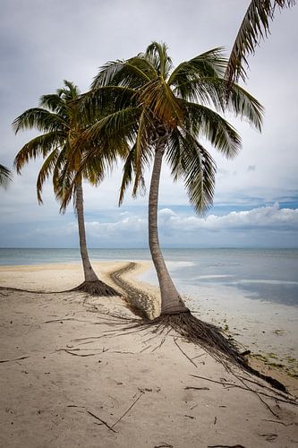 Palmbomen en zee op een tropisch eiland