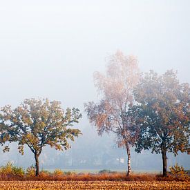 Fog in the morning by Hetty van der Zanden