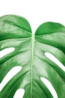 monstera deliciosa | Gatenplant