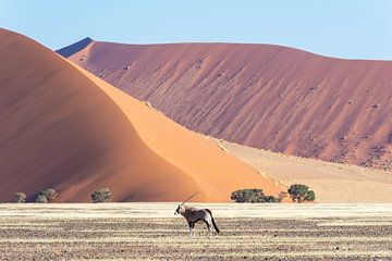 Eenzame oryx bij Hiddenvlei (Namibië). van Kees Kroon