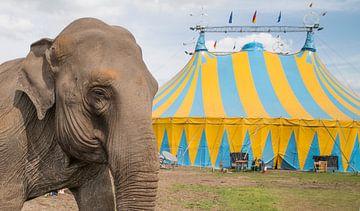 Elephant outside a circus tent by Egon Zitter