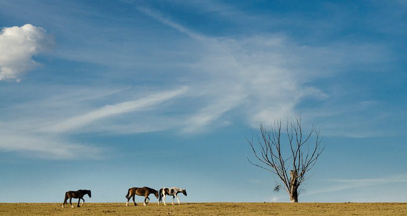 Der Baum und die drei Pferde von Sven Wildschut
