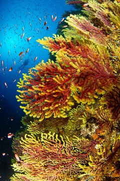 Farbenprächtige Gorgonien an einer Steilwand – Costa Brava | Gorgonians on a Mediterranean Wall von MarPic