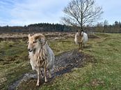Sheep on dyke by Bernard van Zwol thumbnail