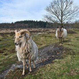 Moutons sur la digue sur Bernard van Zwol