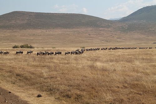 Kudde gnoes in Ngorongoro NP in Tanzania