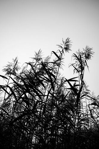 Riet in Silhouet Zacht Gevlochten Stilte van Femke Ketelaar