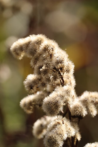 herfst