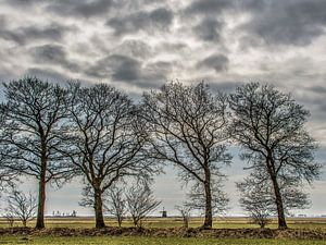 Landschap Gaasterland, Friesland, met bomenrij en windmolen