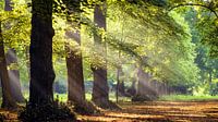 Sonnenstrahlen im Wald von Martijn Kort Miniaturansicht