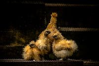 Knautschiges Huhn