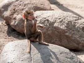 Mantelbaviaan : DierenPark Amersfoort van Loek Lobel