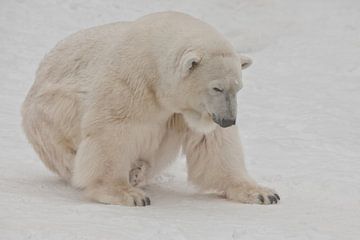 Een ijsbeer op een sneeuw is een krachtig noordelijk dier.