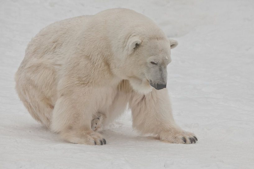 A polar bear on a snow is a powerful northern animal. by Michael Semenov