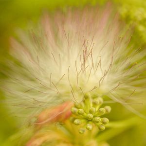 Voix douce et fragile de la nature.