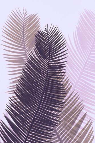 Palm leaves with a pink hue