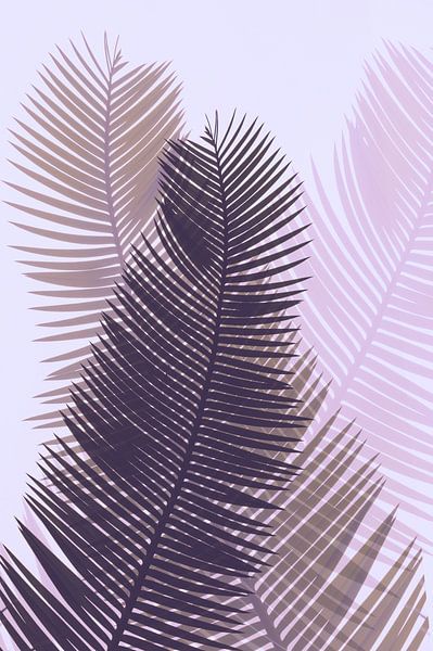Palm leaves with a pink hue by Anouschka Hendriks