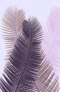 Palm leaves with a pink hue by Anouschka Hendriks thumbnail