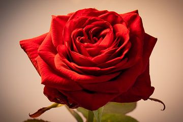 Close-up foto van een mooie rode roos. van Rick van de Kraats