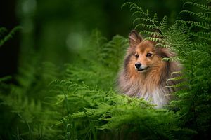 Sheltie ist der Wald