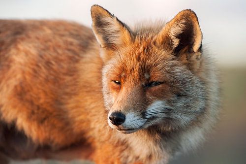 Fox in last sunlight