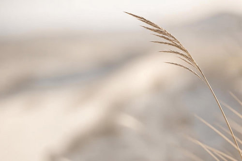 Dünengras im Wind – Nordic Coast Minimalismus Wandbild von BBGalerie24