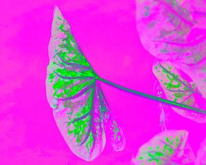 Leuchtendes Pflanzen Blatt auf Magenta Pink