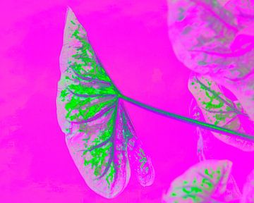 Helder plantenblad op magenta roze van Mad Dog Art