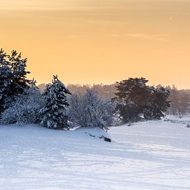 Walking in a winter wonderland van Nick de Kruijk