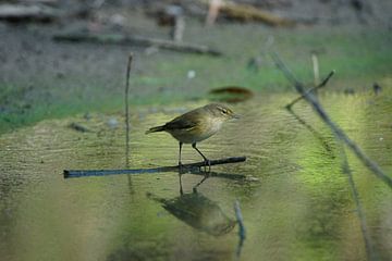 Common Chiffchaff /Tjiftjaf (Phylloscopus collybita) van Hendrie