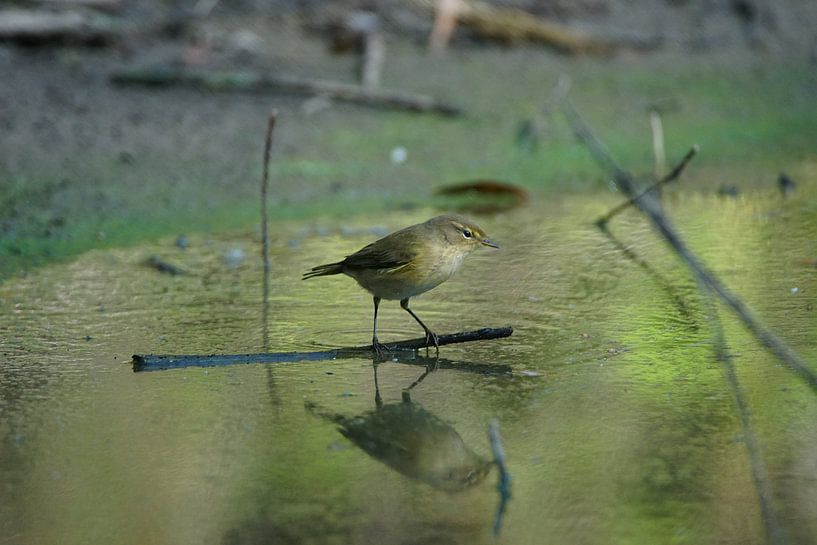 Zilpzalp (Phylloscopus collybita) von Hendrie