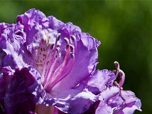 Flower: Purple dream 2 sur Rob Smit