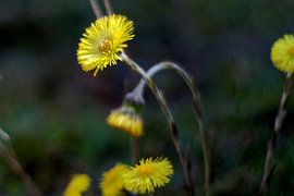Lente bloemen von Marianna Pobedimova