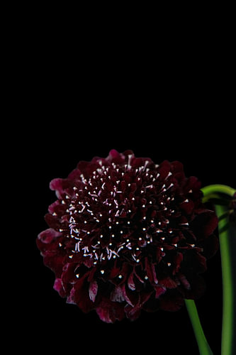 Ruby Bloom