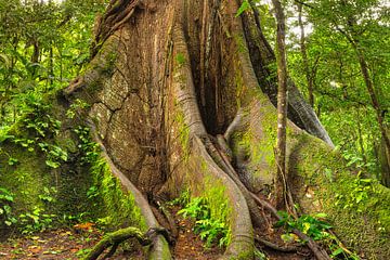 Kapokier dans la forêt tropicale au Costa Rica sur Markus Lange