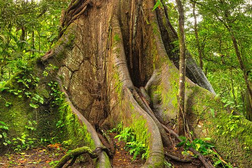 Kapok tree in the rainforest in Costa Rica