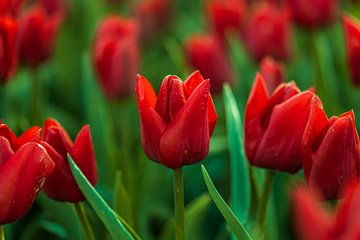 tulpen van Joey Van Hengel
