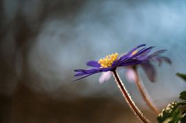 flowers part 91 by Tania Perneel