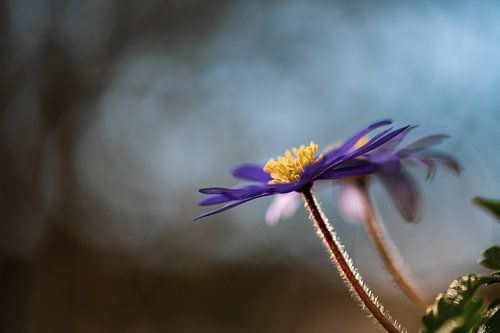 Blumen Teil 91