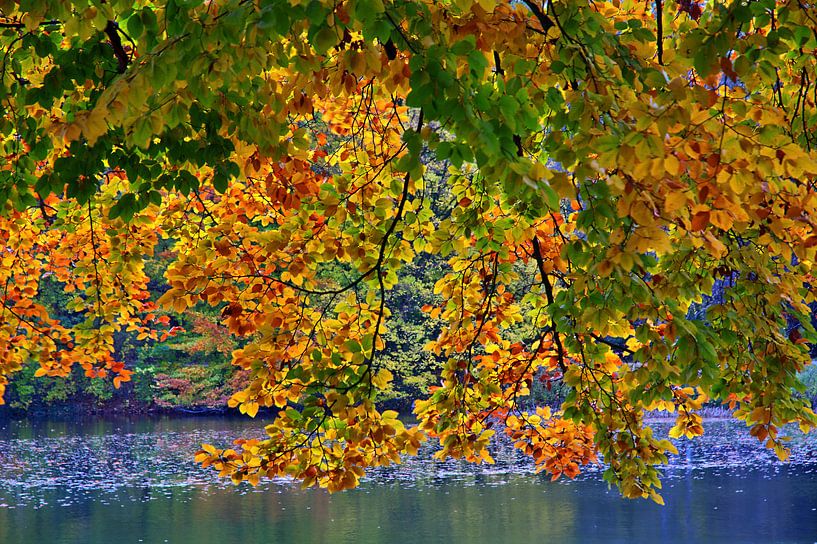 Feuilles d'automne par Edgar Schermaul