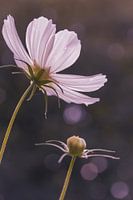 Kosmee im rosa Bokeh